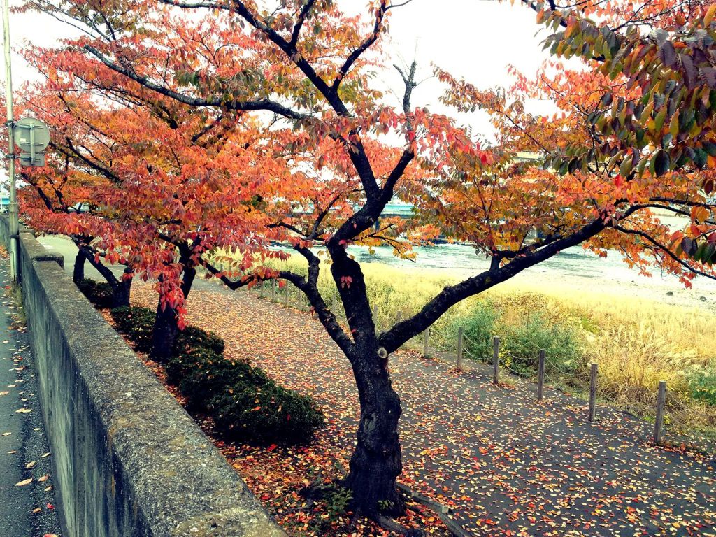 IMG_20151031_105253_edit